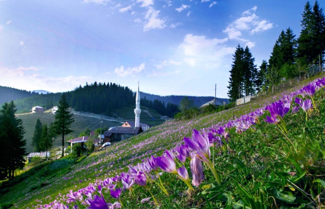 Doğu Karadeniz 'Vargit' çiçekleri ile rengarenk oldu Foto Galerisi